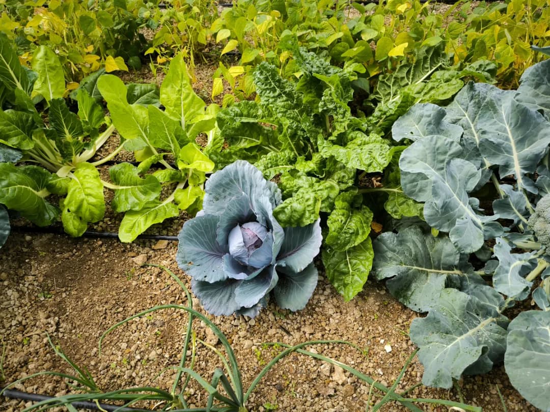 Lechugas Ecológicas